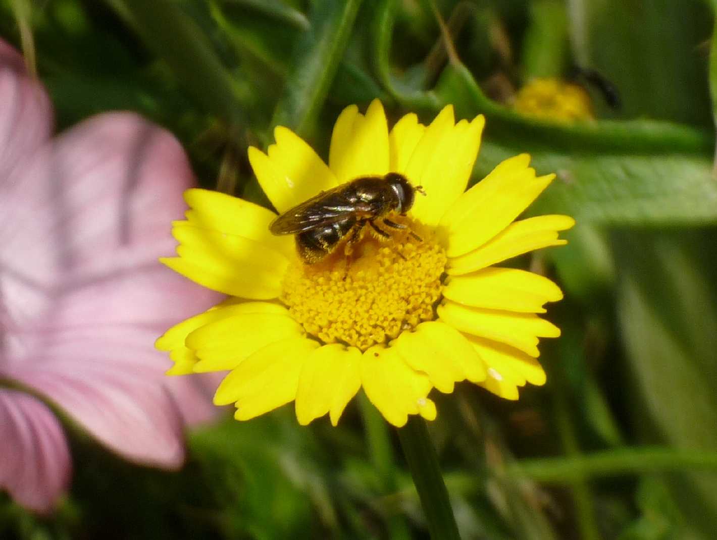 Syrphidae o Stratiomidae?